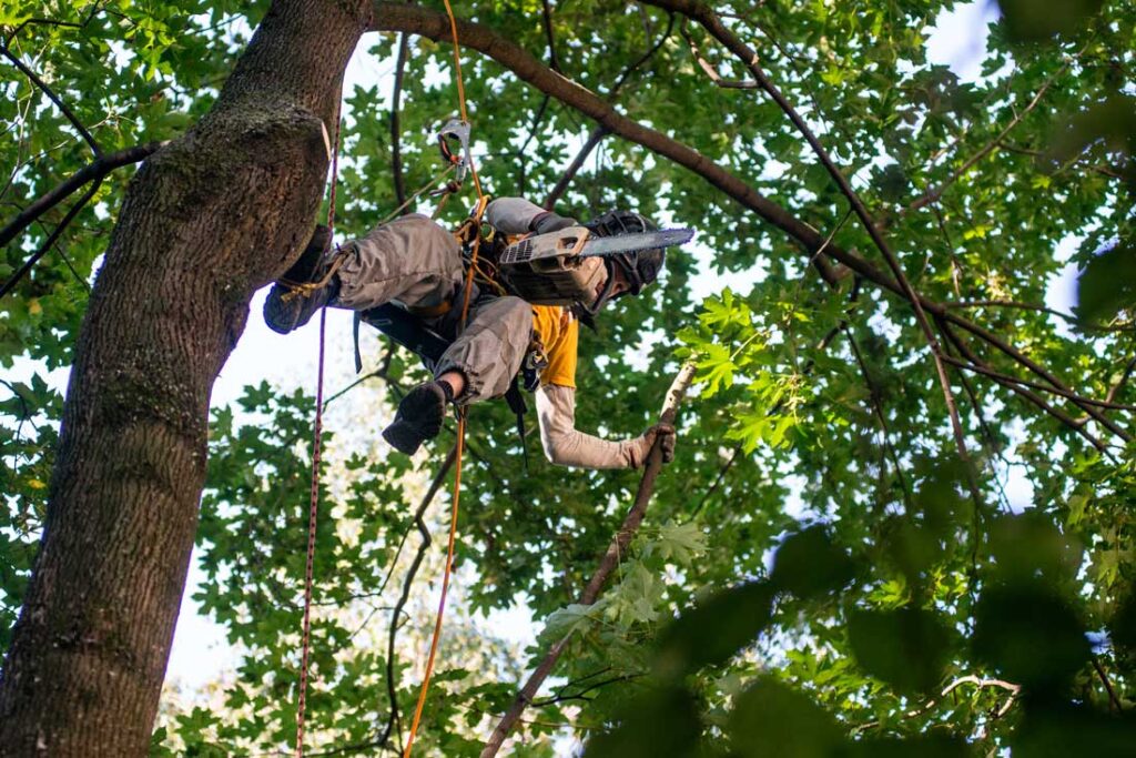 Arborist