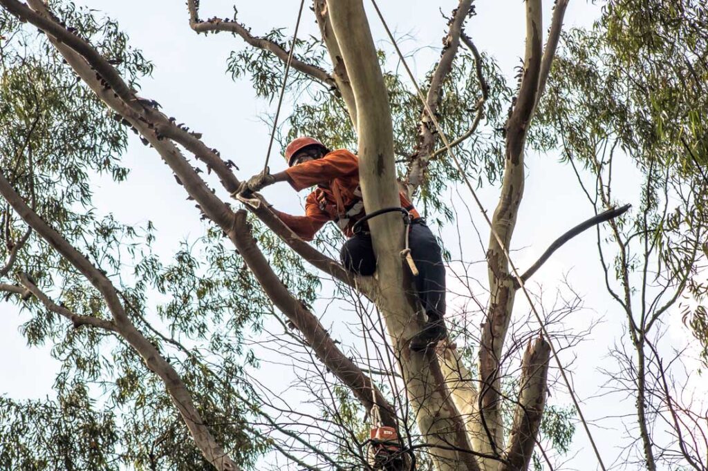 Person Tree Trimming