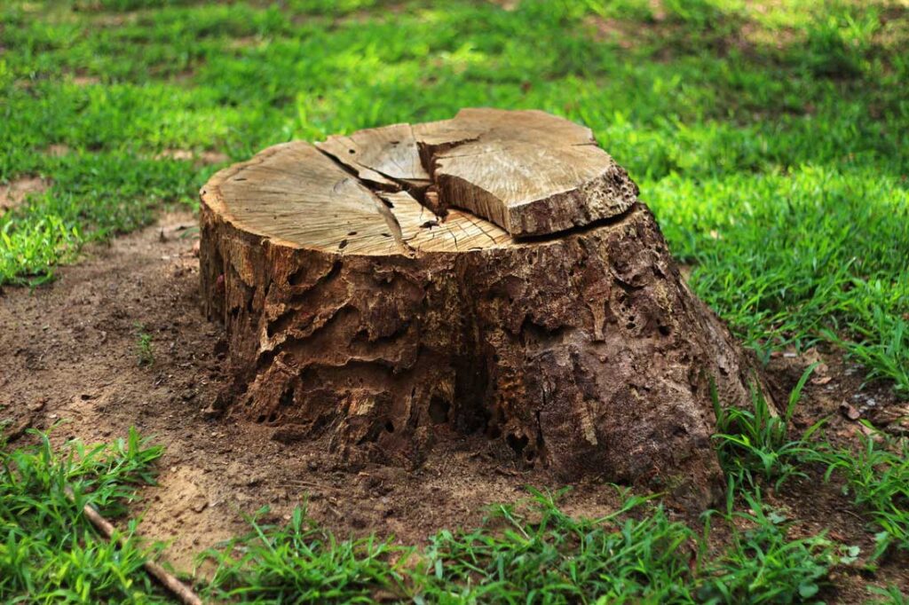 Tree Stump